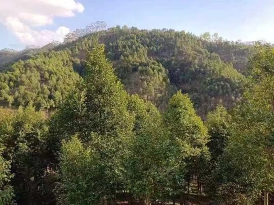 博罗种植基地